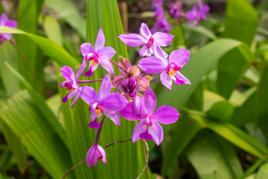 orquídea violeta